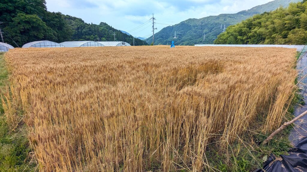 安佐町の麦秋